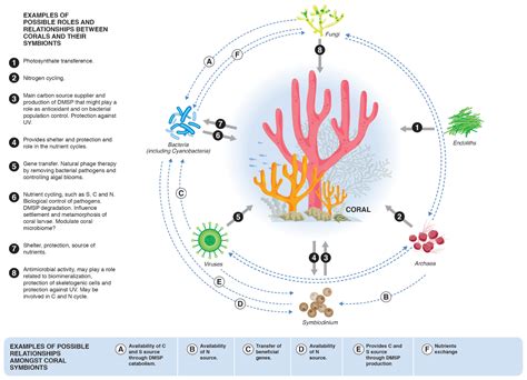 The Role of the Magic Roundabout Coral in Supporting Coastal Communities